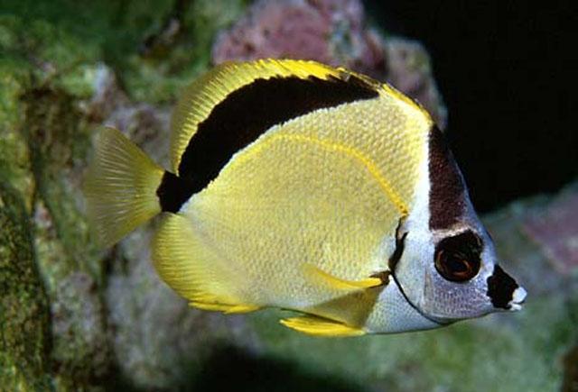 Johnrandallia nigrirostris (Gill, 1862)